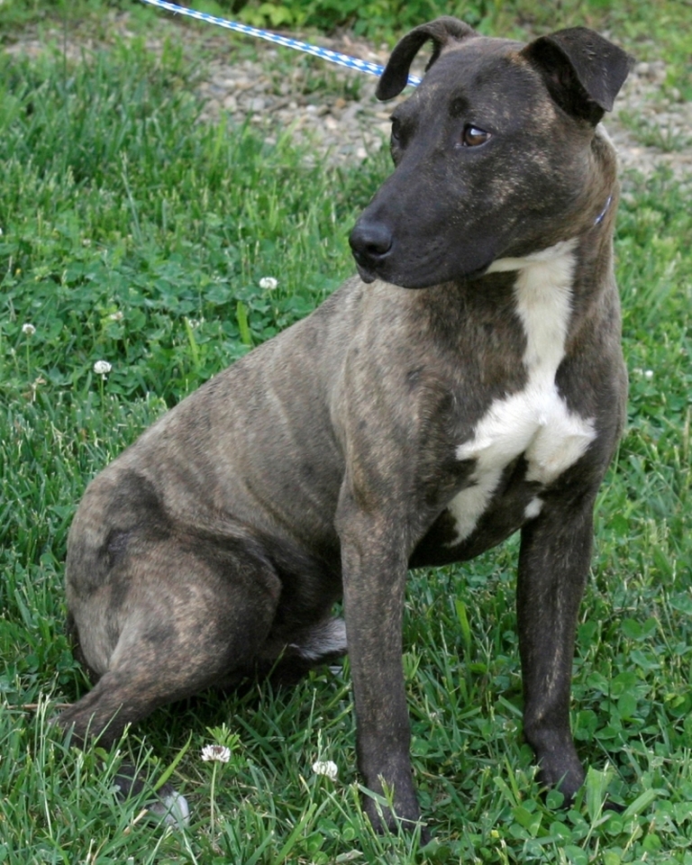 Other Photos of thie Dog