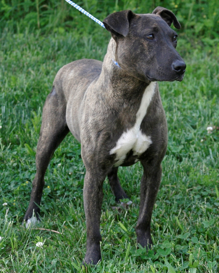 Other Photos of thie Dog