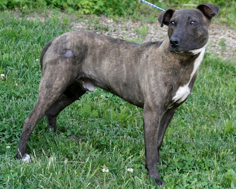 Other Photos of thie Dog