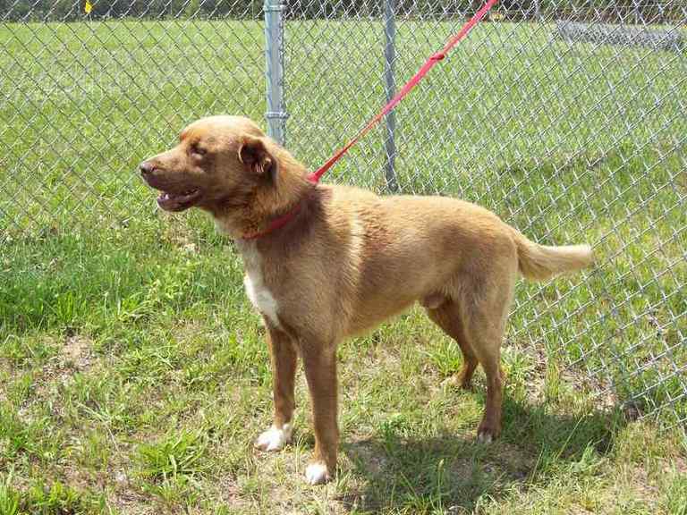 Other Photos of thie Dog