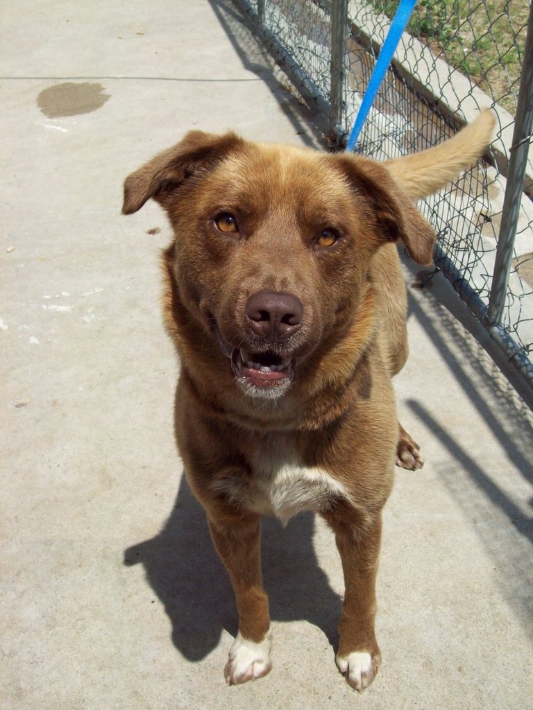 Other Photos of thie Dog