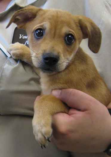 Other Photos of thie Dog