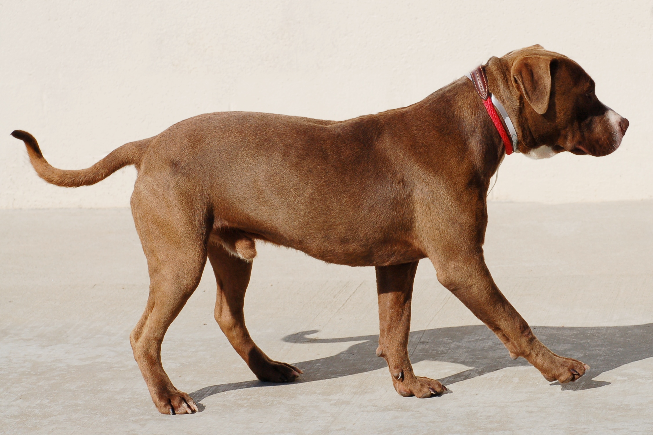 Other Photos of thie Dog