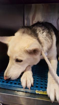 animal breeder elpaso il animal breeder elpaso il