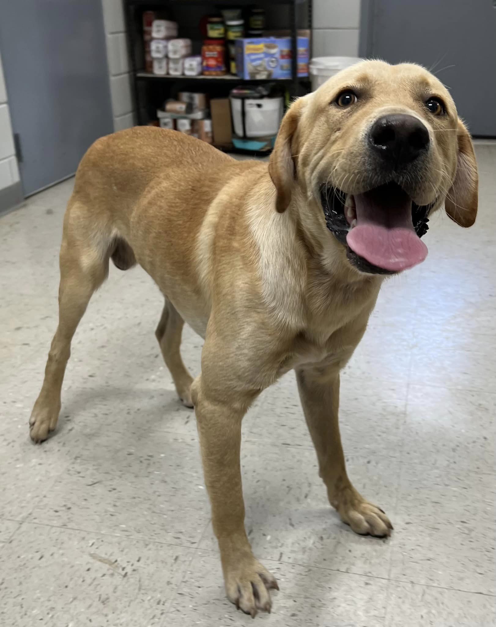Main Photo of this Dog