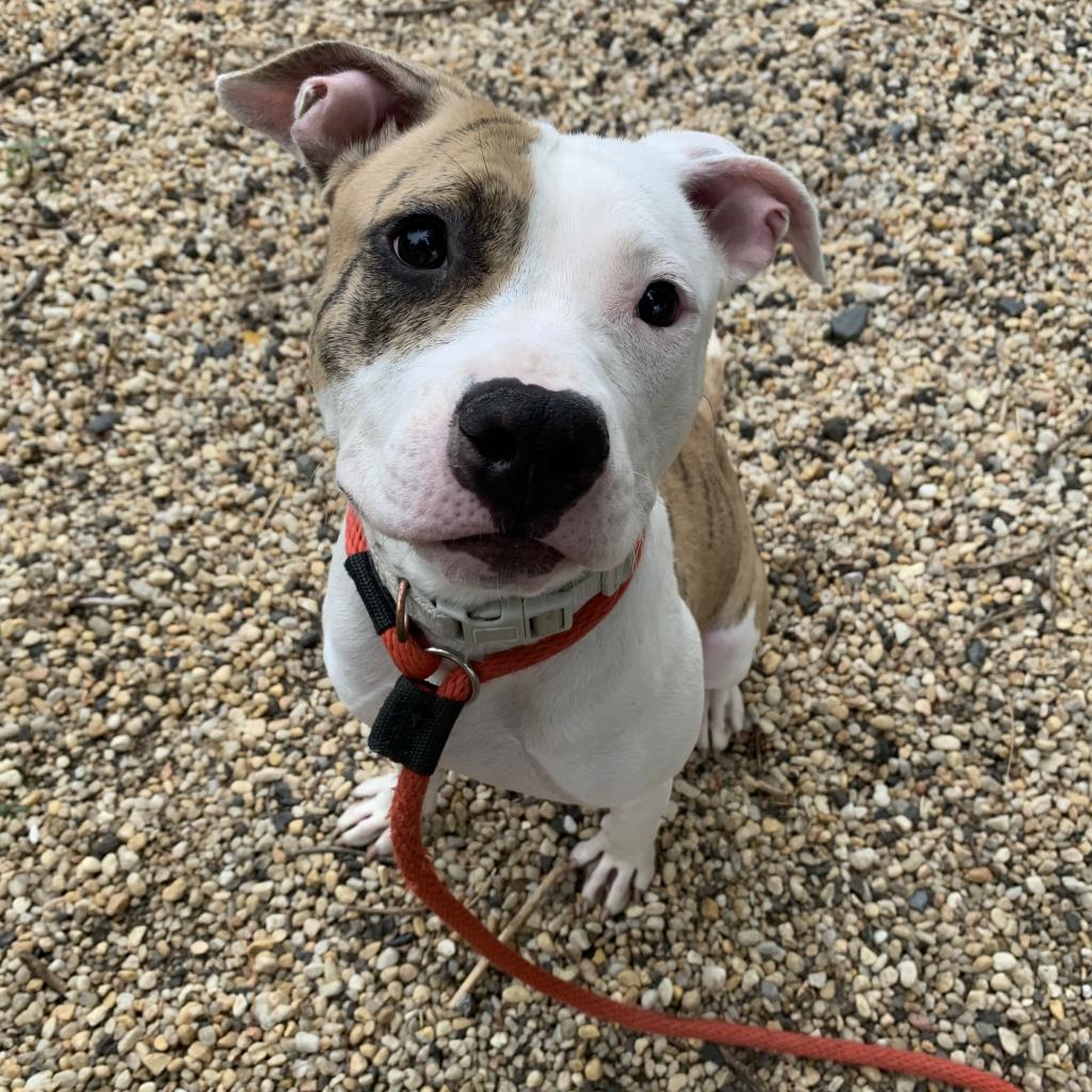 Main Photo of this Dog