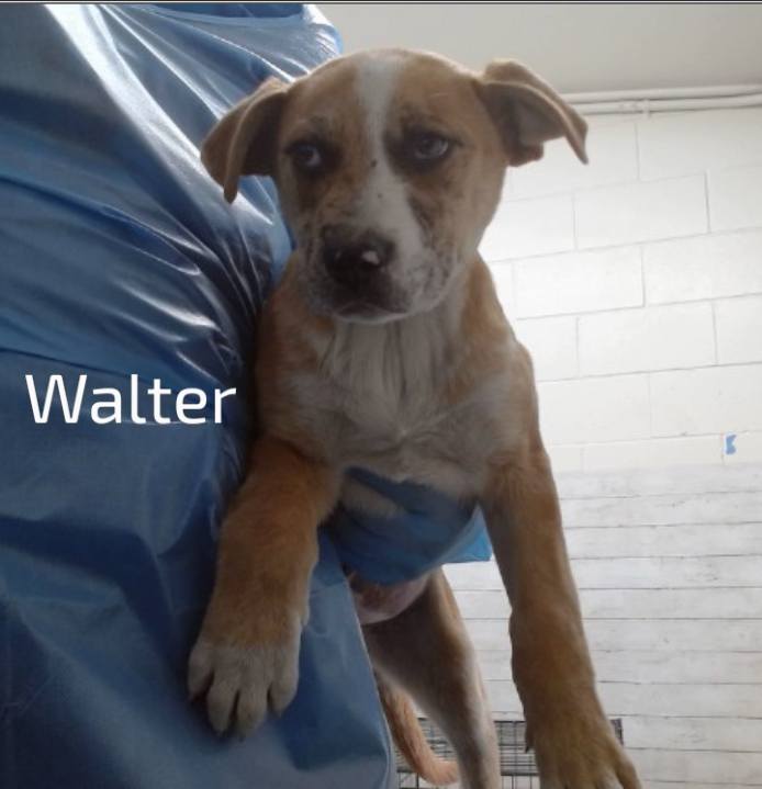 Main Photo of this Dog