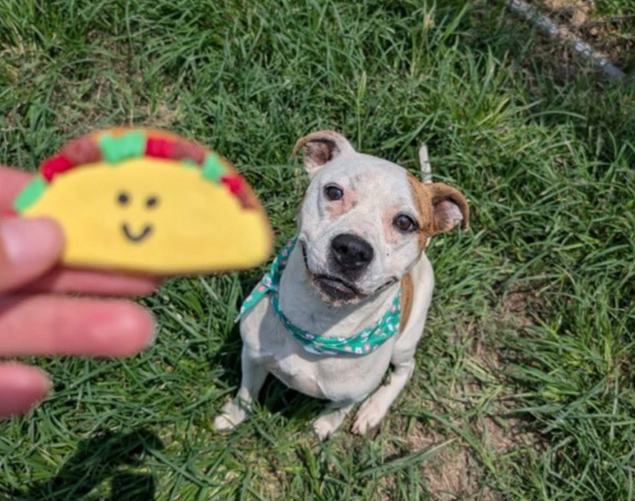 Other Photos of thie Dog