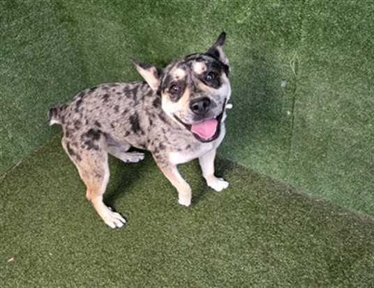 Main Photo of this Dog