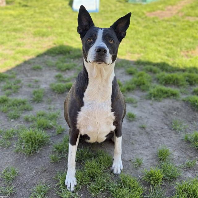 Suzy Q, a Australian Cattle Dog/Blue Heeler, available for adoption
