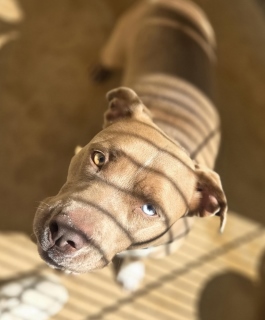 Chiquita, a Pit Bull Terrier (mix breed), available for adoption