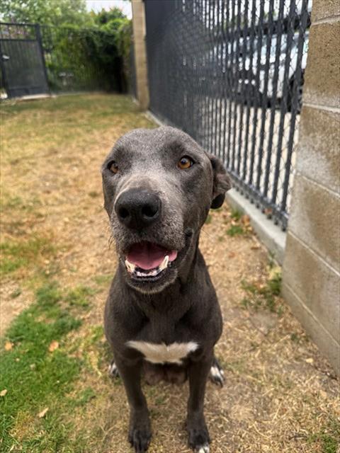 Adoptable pet photo