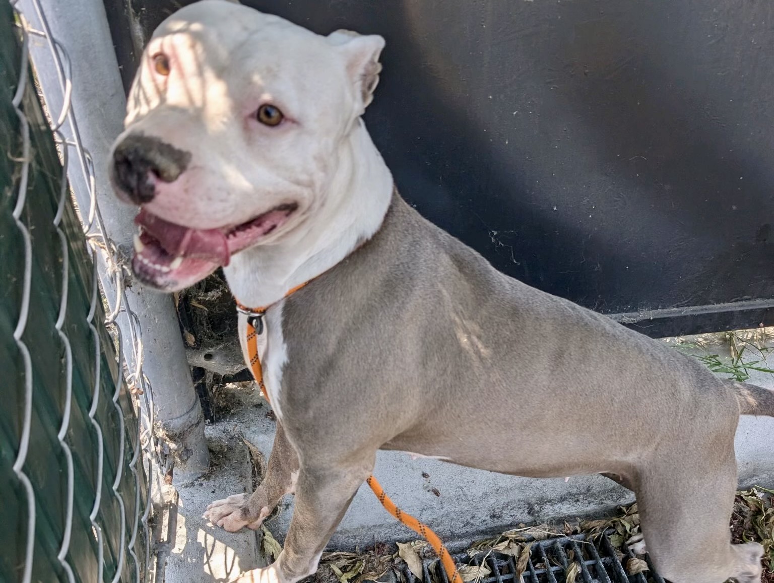 Ivy, a American Staffordshire Terrier, available for adoption