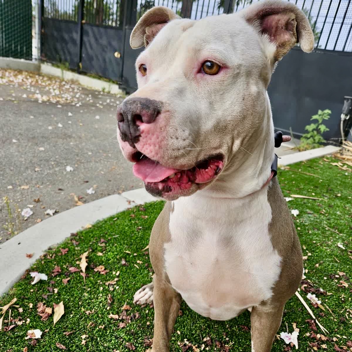 Ivy, a American Staffordshire Terrier, available for adoption