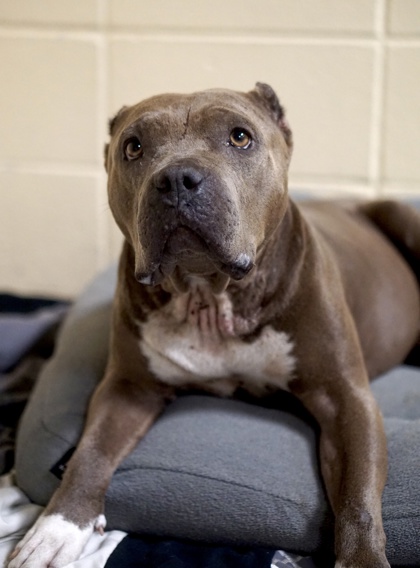 Misty, a Pit Bull Terrier, available for adoption