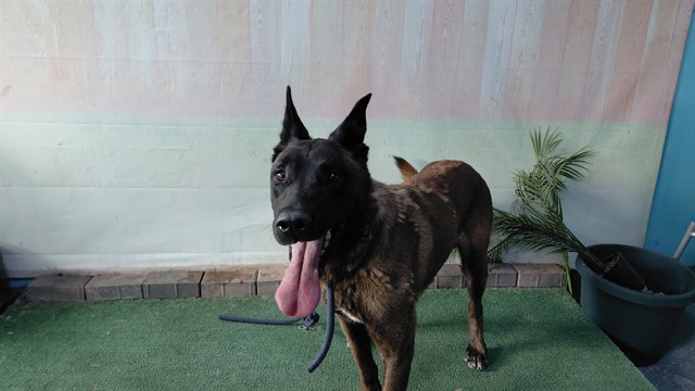 Luna, a Catahoula Leopard Dog, available for adoption