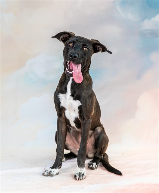 Luna, a Catahoula Leopard Dog, available for adoption