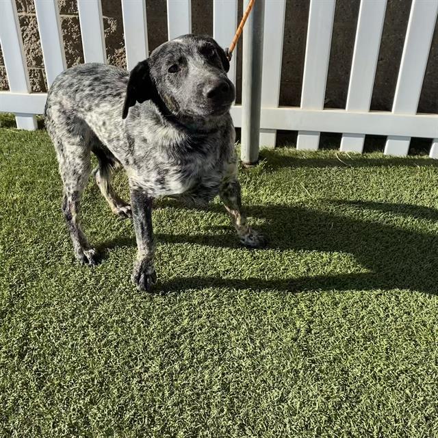 Riot, a Australian Cattle Dog/Blue Heeler, available for adoption