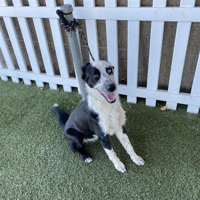 Ashanti, a Border Collie, available for adoption