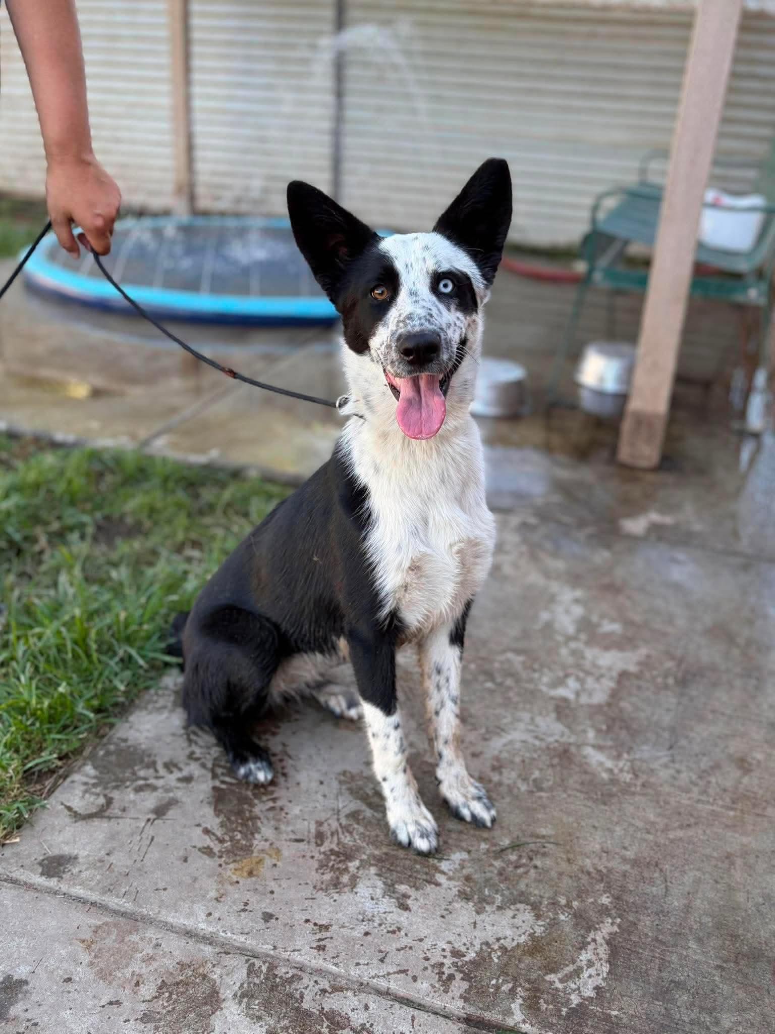 Ashanti, a Border Collie, available for adoption