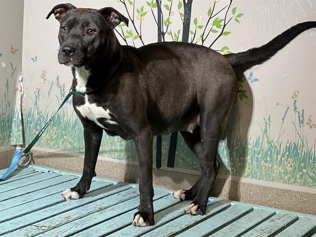 Pelusa, a Pit Bull Terrier, available for adoption
