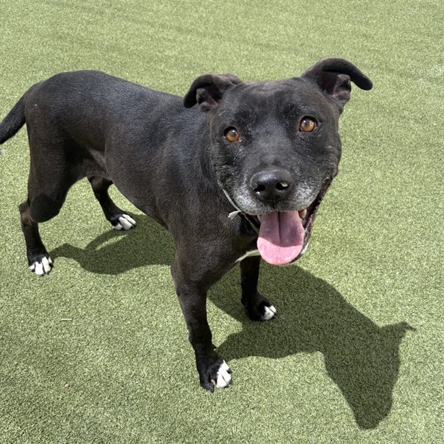 Adoptable pet photo