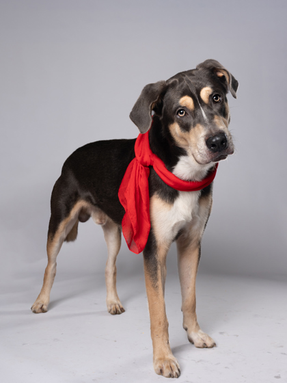 Spike, a Fox Terrier, available for adoption