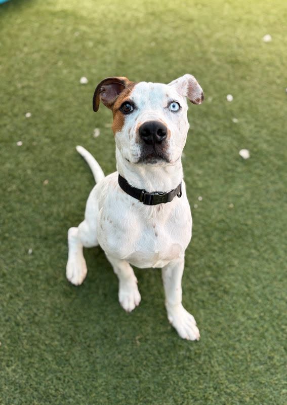 Loki, a American Staffordshire Terrier, available for adoption