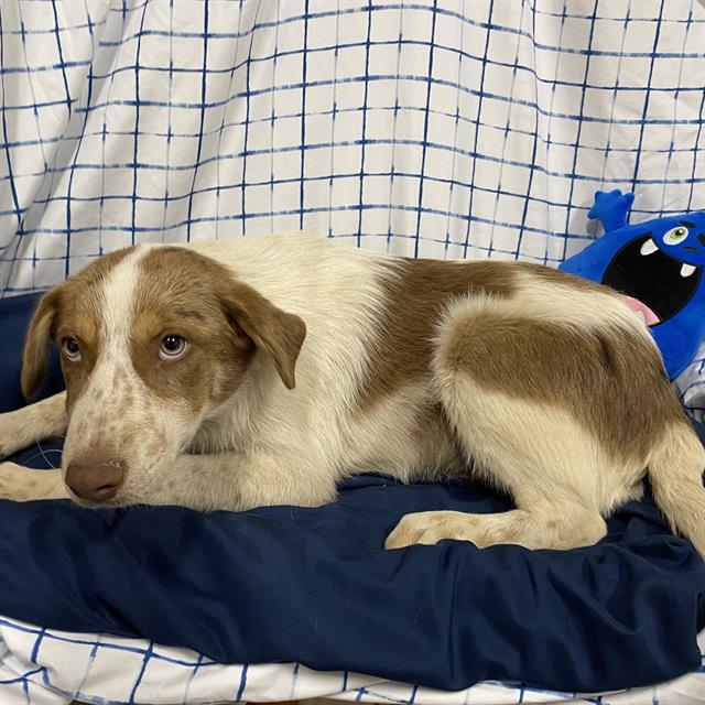 Tilby, a Australian Shepherd, available for adoption