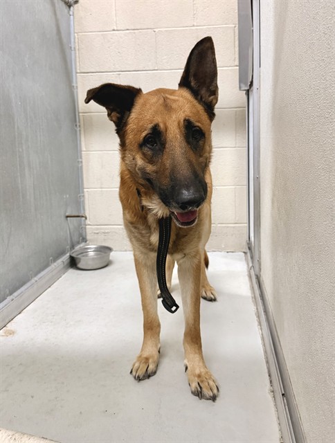 Taz, a German Shepherd, available for adoption