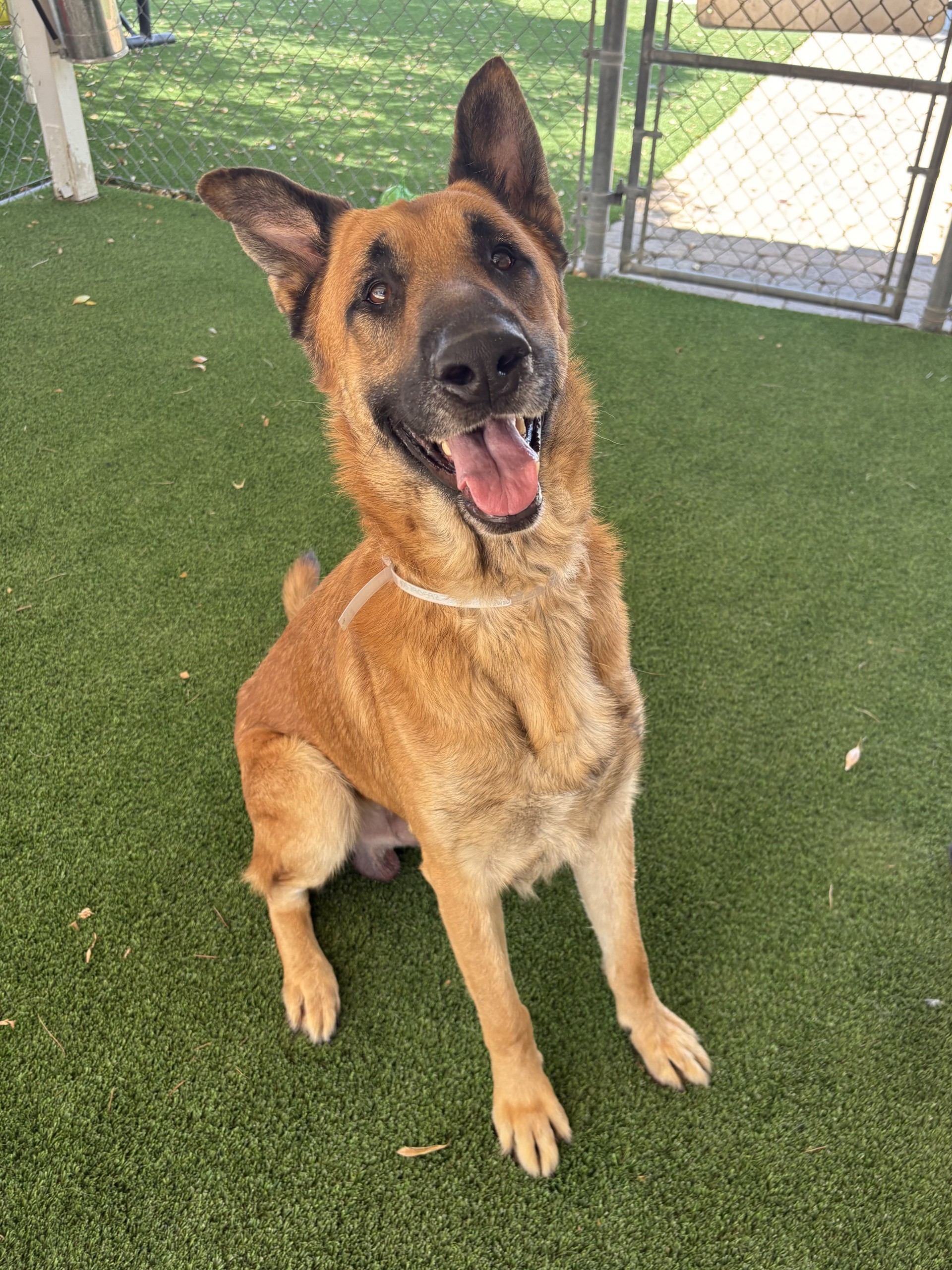 Taz, a German Shepherd, available for adoption