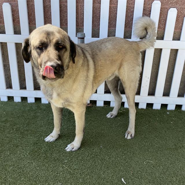 Duke, a Anatolian Shepherd, available for adoption