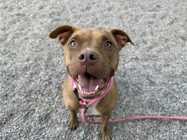 Nala, a Bullmastiff, available for adoption