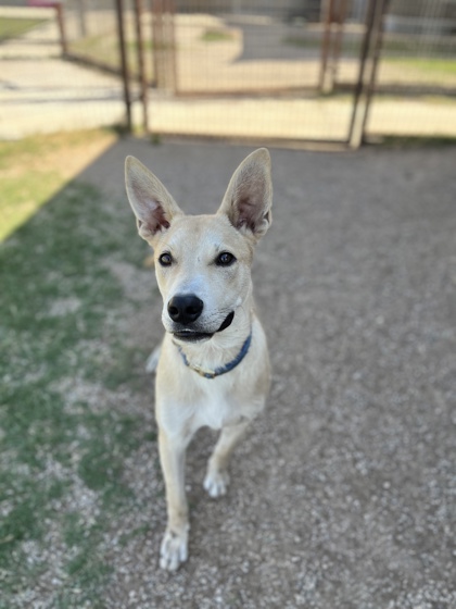 Adoptable pet photo