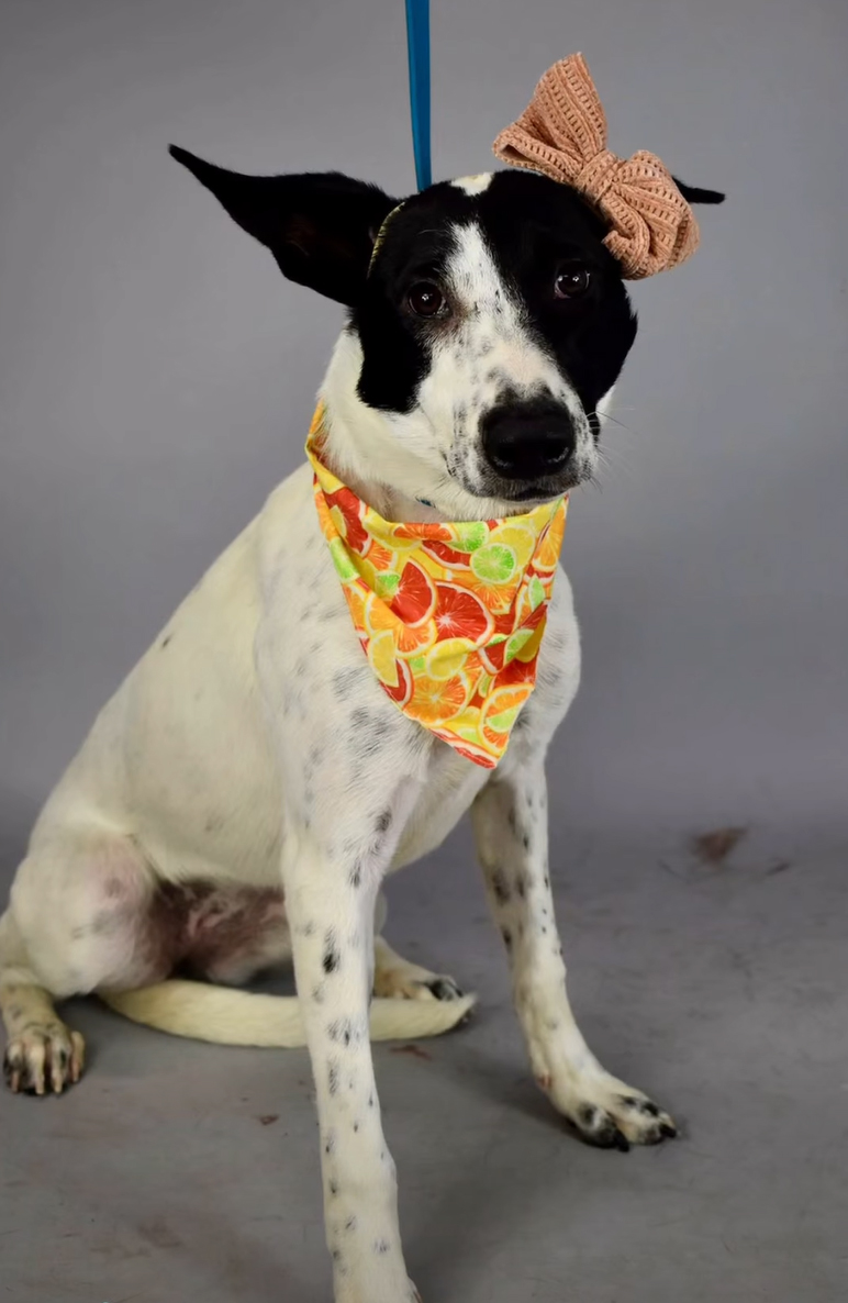 Adoptable pet photo