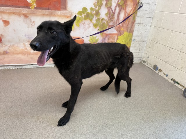 Adoptable pet photo
