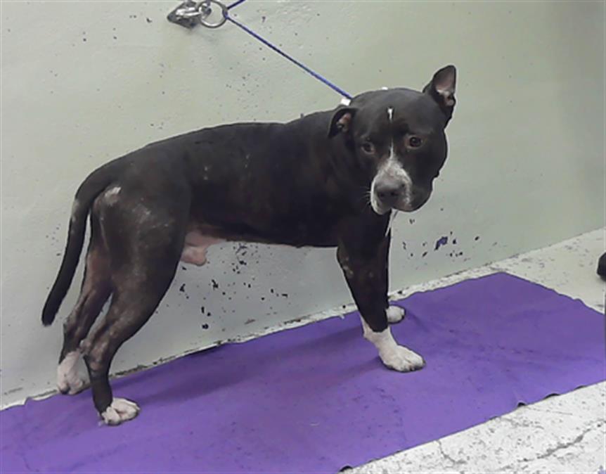 Adoptable pet photo