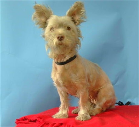 Adoptable pet photo