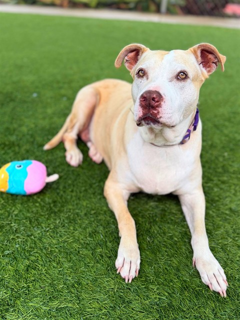 Roxy, a Bullmastiff, available for adoption