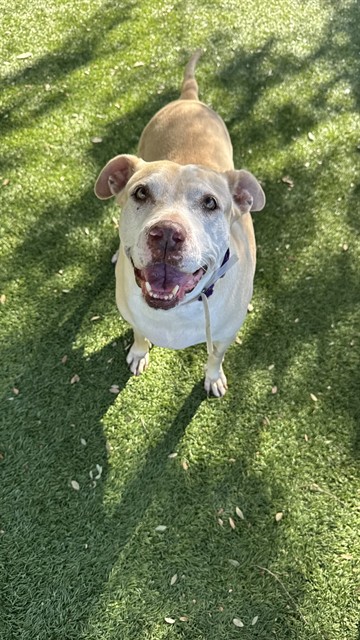 Adoptable pet photo
