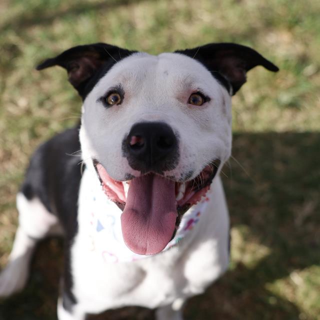 American Staffordshire Terrier (mix breed) available for adoption