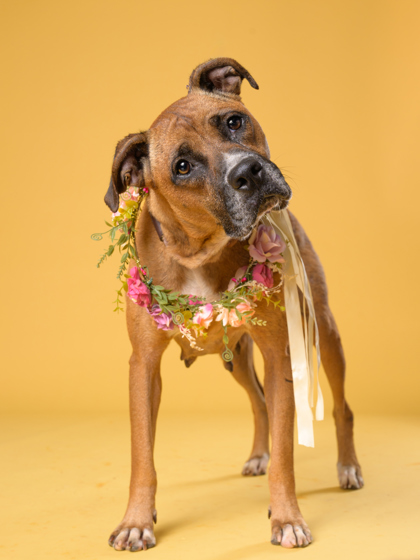 Elsa, a Labrador Retriever (mix breed), available for adoption