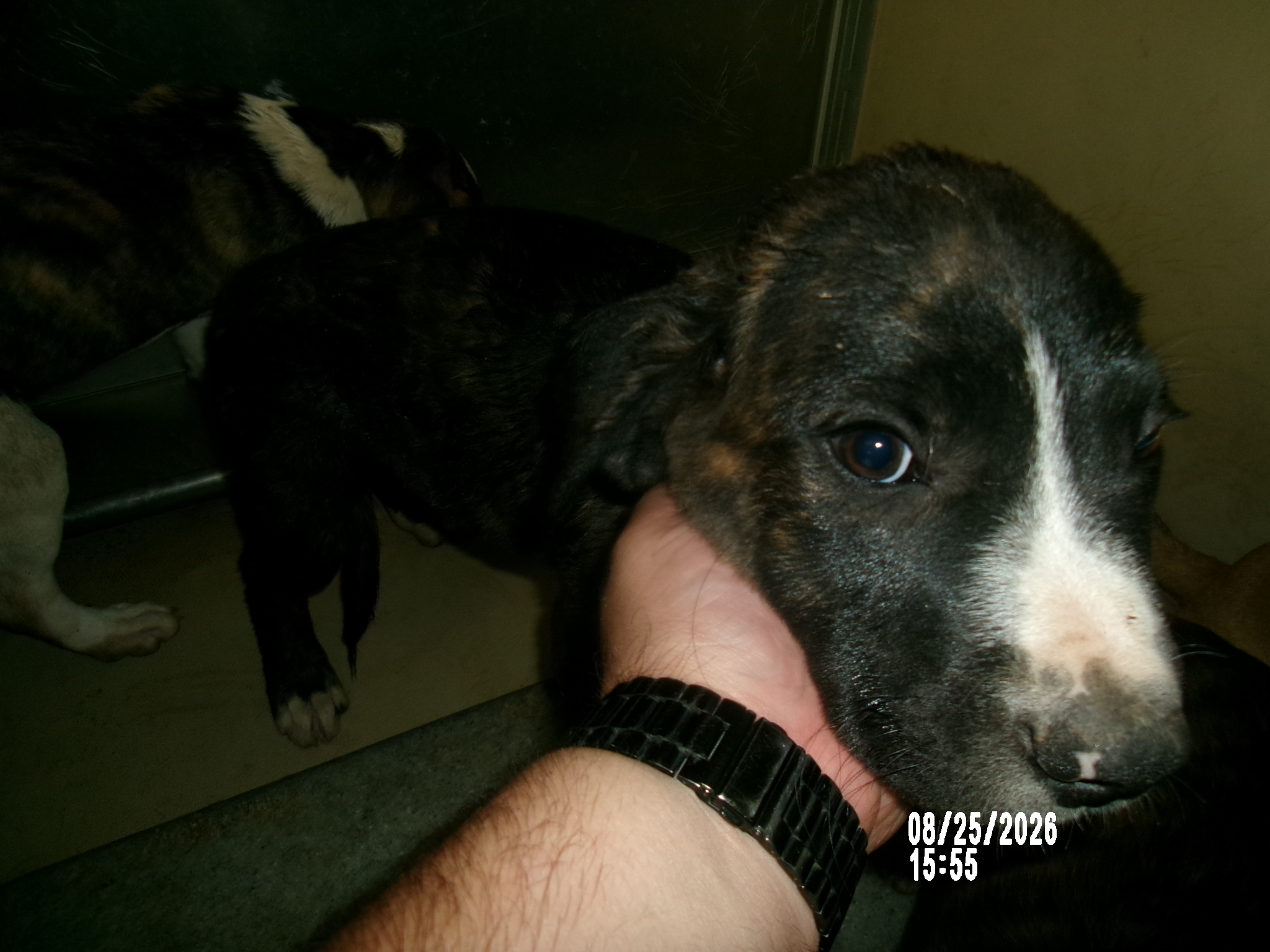 October, a Hound (mix breed), available for adoption