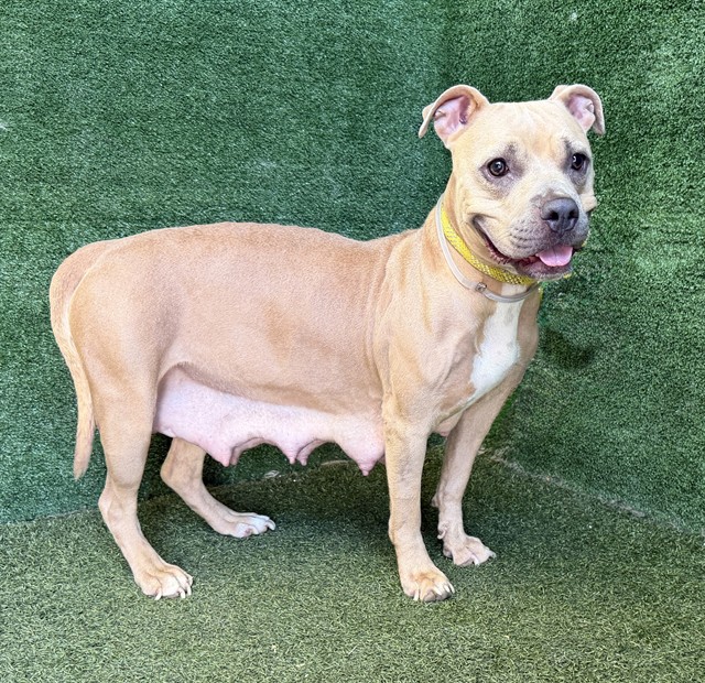 Brownie, a Pit Bull Terrier, available for adoption
