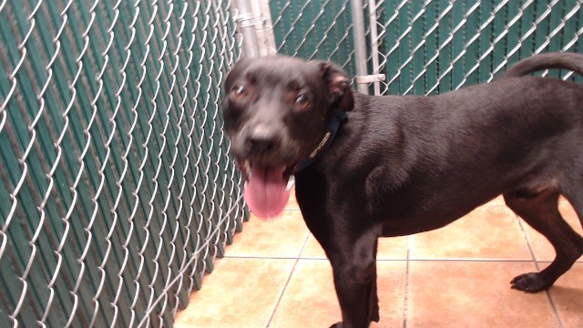 Laffingwell, a Labrador Retriever, available for adoption