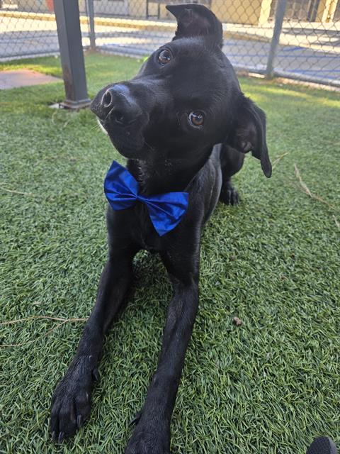 Laffingwell, a Labrador Retriever, available for adoption