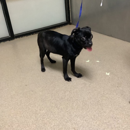 Raisinette, a Pug, available for adoption