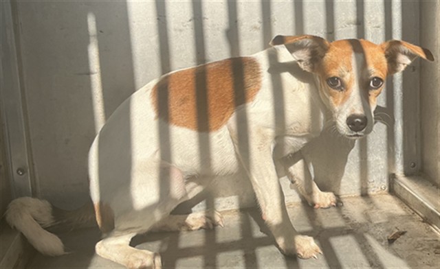 A034940, a Fox Terrier (mix breed), available for adoption