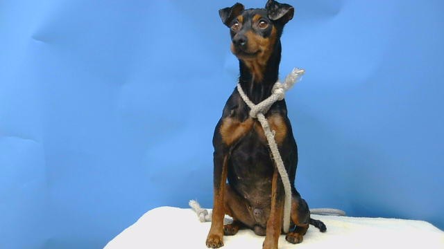 A5797002, a Doberman Pinscher, available for adoption