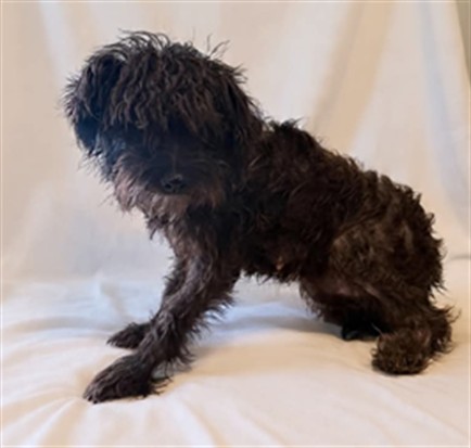 A5797927, a Poodle, available for adoption
